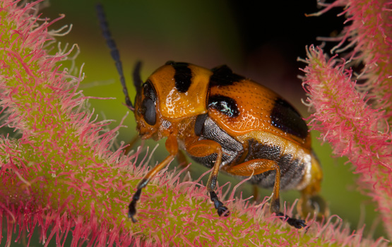 Orange-Black Leaf Cylinder Beetle