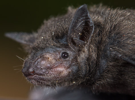 Insectivorous bat