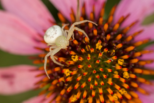 Pink Flower Spider