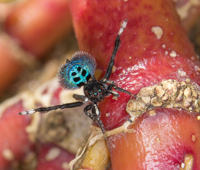 Black Spotted Peacock Spider