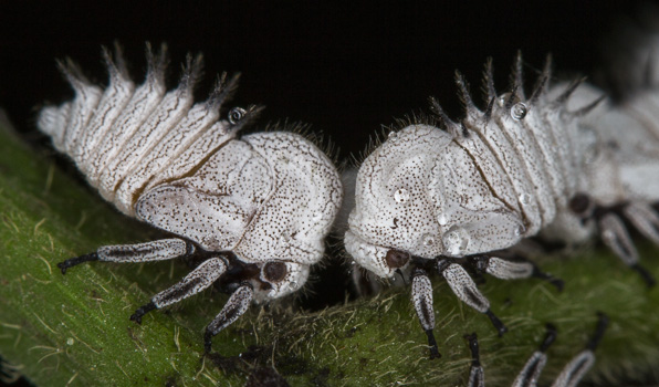 Membracid Treehoppers (nymphs)
