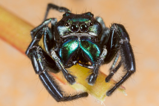 Metallic Green Jumping Spider