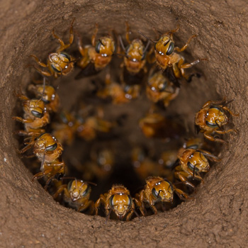 Stingless Hair-Cutter Bees