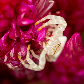 White Flower Spider (Female)