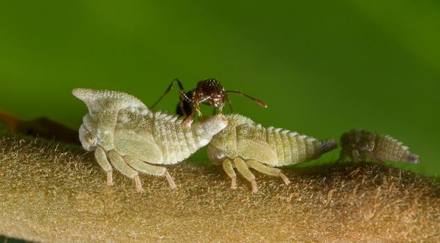 Symbiotic Treehoppers with Ant